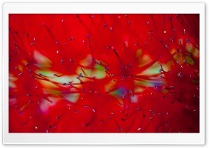 Red Bottlebrush Flower Ultra HD Wallpaper for 4K UHD Widescreen desktop, tablet & smartphone