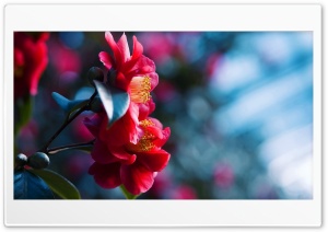 Red Camellia Ultra HD Wallpaper for 4K UHD Widescreen desktop, tablet & smartphone