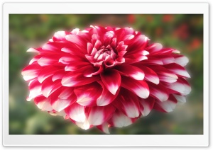 Red Dahlia Ultra HD Wallpaper for 4K UHD Widescreen desktop, tablet & smartphone