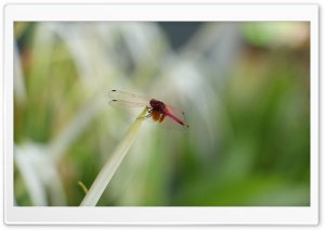 Red Dragonfly Ultra HD Wallpaper for 4K UHD Widescreen desktop, tablet & smartphone