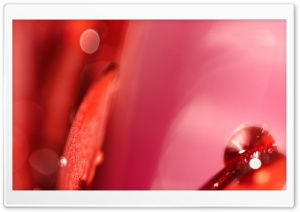 Red Drop on Red Gerbera Daisy Ultra HD Wallpaper for 4K UHD Widescreen desktop, tablet & smartphone