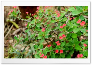 Red Euphorbia Ultra HD Wallpaper for 4K UHD Widescreen desktop, tablet & smartphone