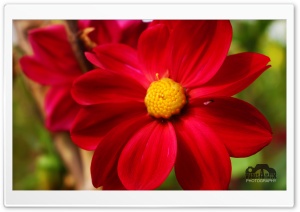 Red Fall Ultra HD Wallpaper for 4K UHD Widescreen desktop, tablet & smartphone