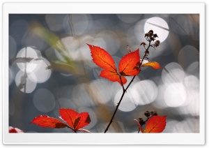 Red Fall Foliage Ultra HD Wallpaper for 4K UHD Widescreen desktop, tablet & smartphone