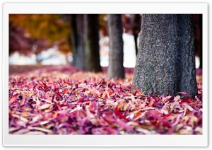 Red Fallen Leaves Ultra HD Wallpaper for 4K UHD Widescreen desktop, tablet & smartphone