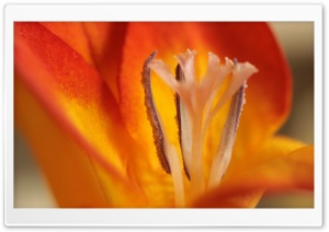 Red Flame Stamen Ultra HD Wallpaper for 4K UHD Widescreen desktop, tablet & smartphone