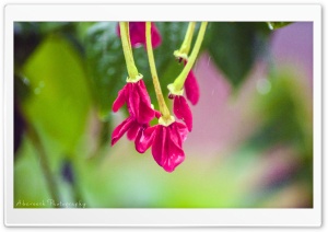 Red Flower Ultra HD Wallpaper for 4K UHD Widescreen desktop, tablet & smartphone