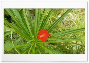 Red flower Ultra HD Wallpaper for 4K UHD Widescreen desktop, tablet & smartphone