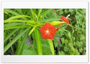Red flower Ultra HD Wallpaper for 4K UHD Widescreen desktop, tablet & smartphone