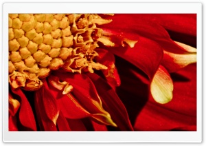 Red Flower Close-up Ultra HD Wallpaper for 4K UHD Widescreen desktop, tablet & smartphone