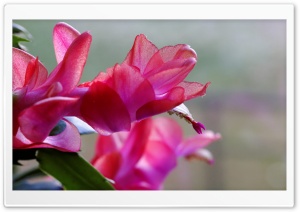 Red flower in Autumn Ultra HD Wallpaper for 4K UHD Widescreen desktop, tablet & smartphone