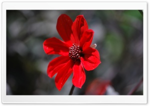 Red Flower Side View Ultra HD Wallpaper for 4K UHD Widescreen desktop, tablet & smartphone