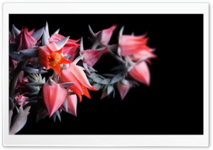 Red Flowers Ultra HD Wallpaper for 4K UHD Widescreen desktop, tablet & smartphone