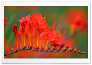 Red Flowers Ultra HD Wallpaper for 4K UHD Widescreen desktop, tablet & smartphone