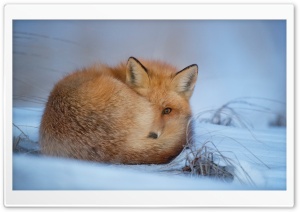 Red Fox, Cold Weather, Winter Ultra HD Wallpaper for 4K UHD Widescreen desktop, tablet & smartphone