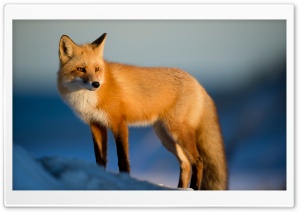 Red Fox, Winter Ultra HD Wallpaper for 4K UHD Widescreen desktop, tablet & smartphone