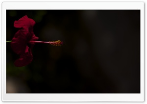 Red Hibiscus Flower Ultra HD Wallpaper for 4K UHD Widescreen desktop, tablet & smartphone