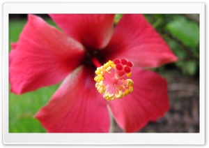 Red hibiscus flower Ultra HD Wallpaper for 4K UHD Widescreen desktop, tablet & smartphone