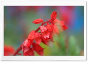 Red is Rising Ultra HD Wallpaper for 4K UHD Widescreen desktop, tablet & smartphone