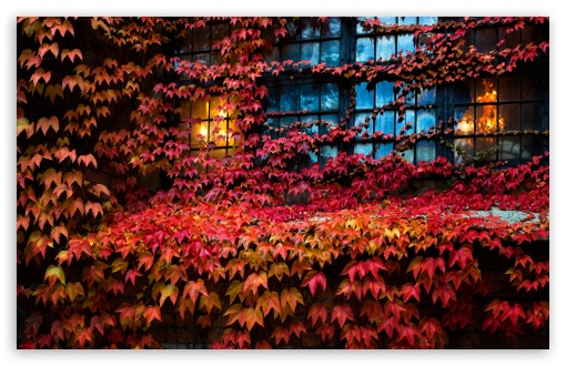 Red Ivy, Lights, House, Window, Autumn UltraHD Wallpaper for Wide 16:10 5:3 Widescreen WHXGA WQXGA WUXGA WXGA WGA ; UltraWide 21:9 24:10 ; 8K UHD TV 16:9 Ultra High Definition 2160p 1440p 1080p 900p 720p ; UHD 16:9 2160p 1440p 1080p 900p 720p ; Standard 4:3 5:4 3:2 Fullscreen UXGA XGA SVGA QSXGA SXGA DVGA HVGA HQVGA ( Apple PowerBook G4 iPhone 4 3G 3GS iPod Touch ) ; Smartphone 16:9 3:2 5:3 2160p 1440p 1080p 900p 720p DVGA HVGA HQVGA ( Apple PowerBook G4 iPhone 4 3G 3GS iPod Touch ) WGA ; Tablet 1:1 ; iPad 1/2/Mini ; Mobile 4:3 5:3 3:2 16:9 5:4 - UXGA XGA SVGA WGA DVGA HVGA HQVGA ( Apple PowerBook G4 iPhone 4 3G 3GS iPod Touch ) 2160p 1440p 1080p 900p 720p QSXGA SXGA ;