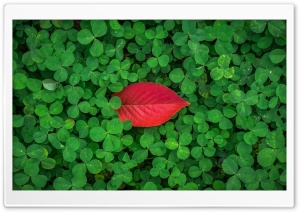 Red Leaf, Clover Ultra HD Wallpaper for 4K UHD Widescreen desktop, tablet & smartphone