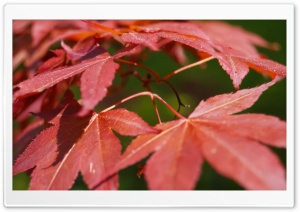 Red Leaves Ultra HD Wallpaper for 4K UHD Widescreen desktop, tablet & smartphone