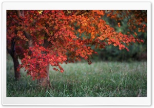 Red Leaves, Autumn Ultra HD Wallpaper for 4K UHD Widescreen desktop, tablet & smartphone