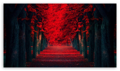 Red Leaves Covered Road UltraHD Wallpaper for 8K UHD TV 16:9 Ultra High Definition 2160p 1440p 1080p 900p 720p ;