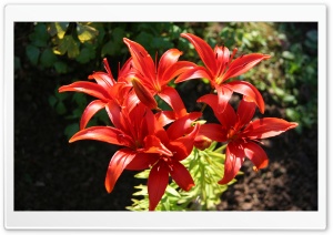 Red Lilies Ultra HD Wallpaper for 4K UHD Widescreen desktop, tablet & smartphone