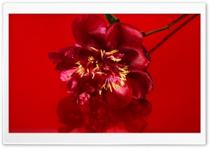 Red Peony Flower, Aesthetic Ultra HD Wallpaper for 4K UHD Widescreen desktop, tablet & smartphone