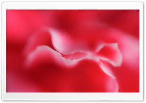 Red Petals Ultra HD Wallpaper for 4K UHD Widescreen desktop, tablet & smartphone