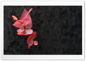 Red Plant Ultra HD Wallpaper for 4K UHD Widescreen desktop, tablet & smartphone