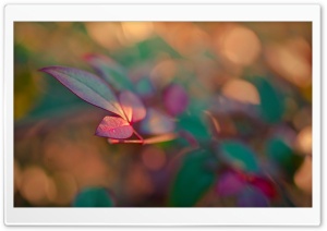 Red Plant Leaves Ultra HD Wallpaper for 4K UHD Widescreen desktop, tablet & smartphone