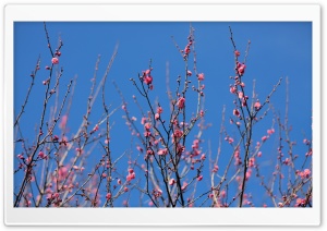 Red Plum Blossoms Ultra HD Wallpaper for 4K UHD Widescreen desktop, tablet & smartphone