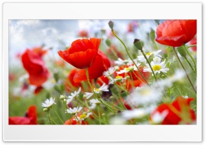 Red poppies Ultra HD Wallpaper for 4K UHD Widescreen desktop, tablet & smartphone