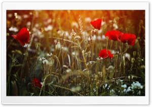Red Poppies Desktop Ultra HD Wallpaper for 4K UHD Widescreen desktop, tablet & smartphone