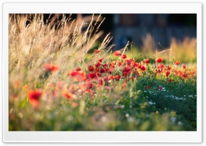 Red Poppies, Grass, Summer Ultra HD Wallpaper for 4K UHD Widescreen desktop, tablet & smartphone