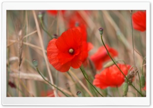 Red Poppy Field Flowers Ultra HD Wallpaper for 4K UHD Widescreen desktop, tablet & smartphone