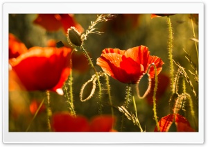 Red Poppy Field Flowers Sunlight Glow Ultra HD Wallpaper for 4K UHD Widescreen desktop, tablet & smartphone