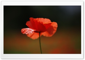 Red Poppy Flower Ultra HD Wallpaper for 4K UHD Widescreen desktop, tablet & smartphone