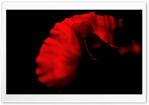 Red Poppy Flower, Dark Ultra HD Wallpaper for 4K UHD Widescreen desktop, tablet & smartphone