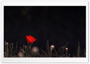 Red Poppy Flower Dark Background Ultra HD Wallpaper for 4K UHD Widescreen desktop, tablet & smartphone