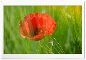 Red Poppy Flower Green Crop Ultra HD Wallpaper for 4K UHD Widescreen desktop, tablet & smartphone