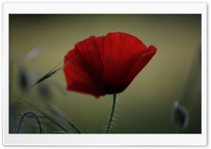 Red Poppy Flower, Summer Ultra HD Wallpaper for 4K UHD Widescreen desktop, tablet & smartphone