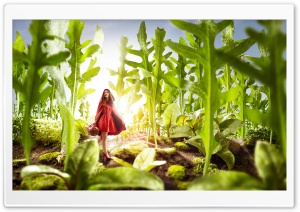 Red Riding Hood Food Landscape Photography Ultra HD Wallpaper for 4K UHD Widescreen desktop, tablet & smartphone