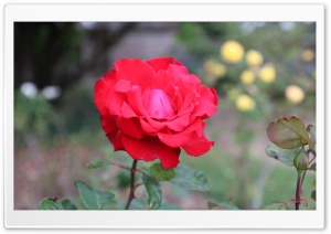 Red Rose Ultra HD Wallpaper for 4K UHD Widescreen desktop, tablet & smartphone
