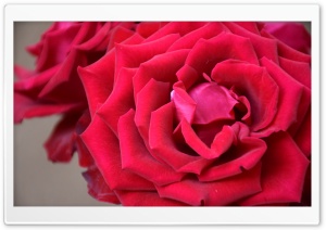 Red rose Ultra HD Wallpaper for 4K UHD Widescreen desktop, tablet & smartphone