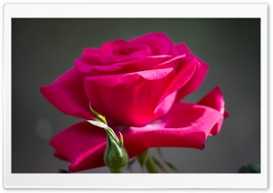 Red Rose Ultra HD Wallpaper for 4K UHD Widescreen desktop, tablet & smartphone