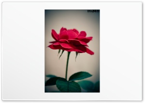 Red Rose - Portrait Ultra HD Wallpaper for 4K UHD Widescreen desktop, tablet & smartphone