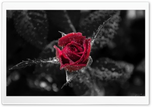 Red Rose Flower, Black and White Background Ultra HD Wallpaper for 4K UHD Widescreen desktop, tablet & smartphone